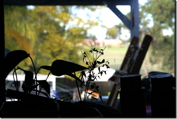 kitchen window